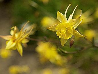 《女神异闻录5：战略版》介绍混血模特高卷杏